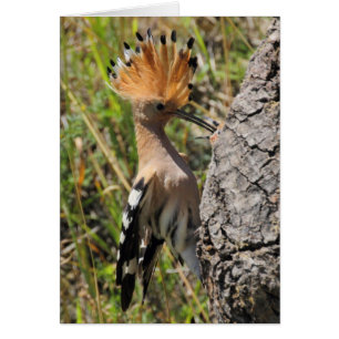 Hoopoe Feeding Nestling