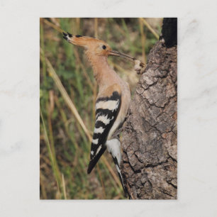Hoopoe Feeding Nestling Postcard