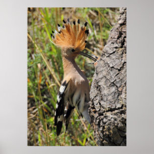 Hoopoe Feeding Nestling Poster