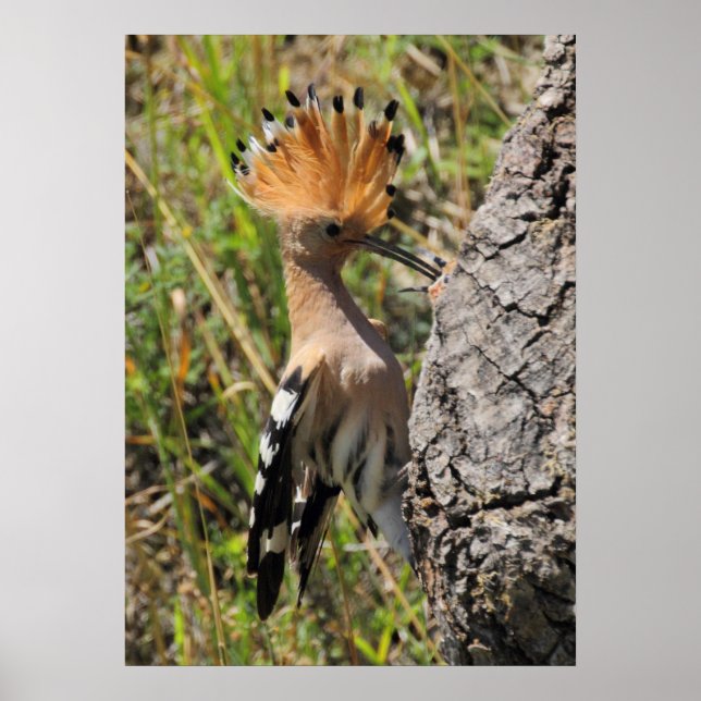 Hoopoe Feeding Nestling Poster (Front)