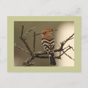 Hoopoe Postcard