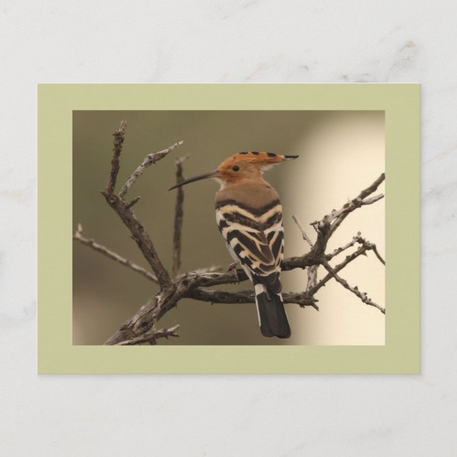 Hoopoe Postcard (Front)