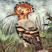 Hoopoe