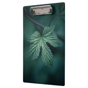 Hop Humulus Leaf nature photo Clipboard