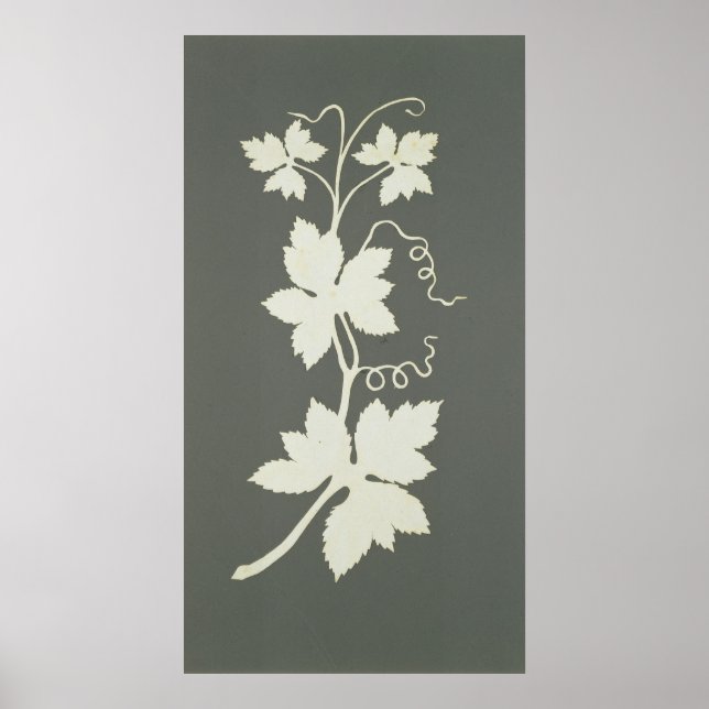 Hop plant poster (Front)