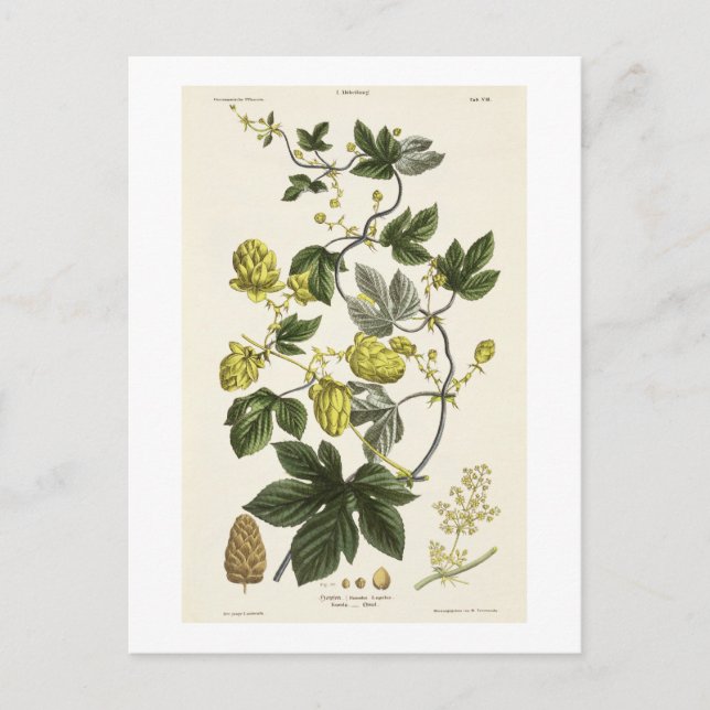 Hop Vine, from 'The Young Landsman', published Vie Postcard (Front)