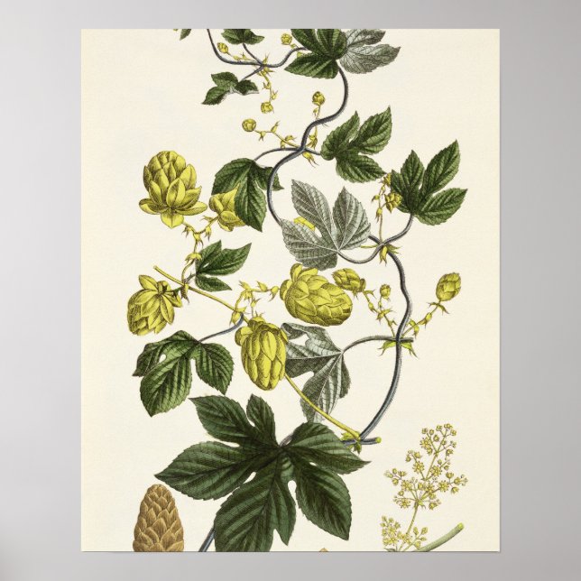 Hop Vine, from 'The Young Landsman', published Vie Poster (Front)