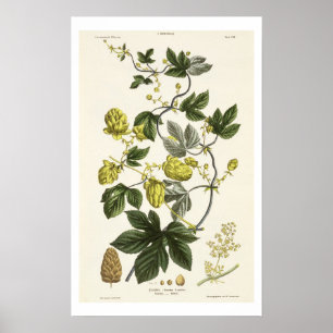 Hop Vine, from 'The Young Landsman', published Vie Poster