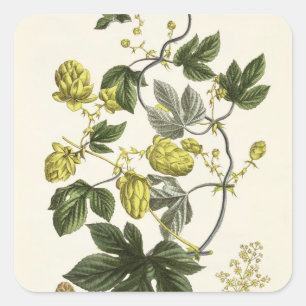 Hop Vine, from 'The Young Landsman', published Vie Square Sticker