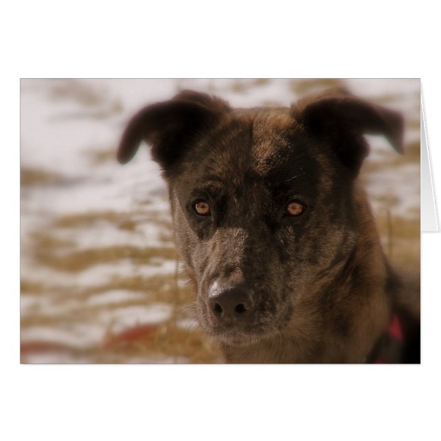 Hope German Shepherd All Occasions  (Front Horizontal)