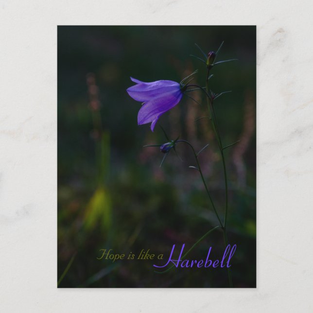 Hope is like a harebell CC0229 Postcard (Front)