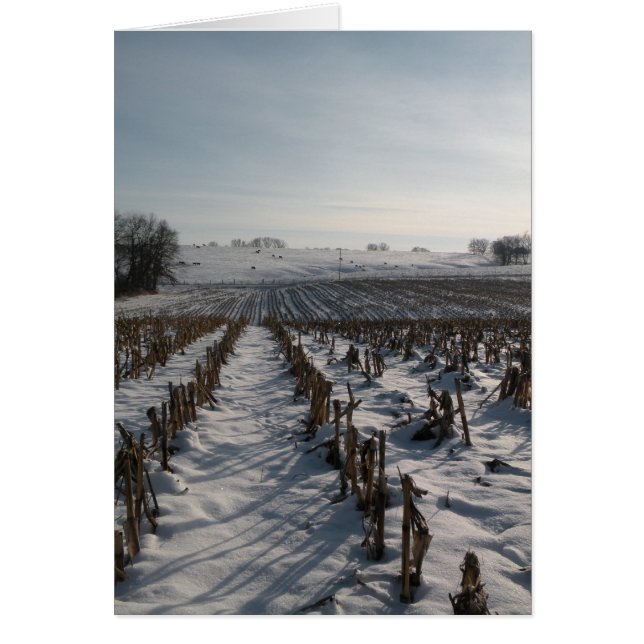 Hope Springs Eternal (Front)