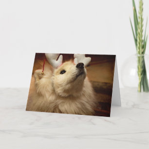 Hopeful Christmas Dog in Reindeer Ears Card