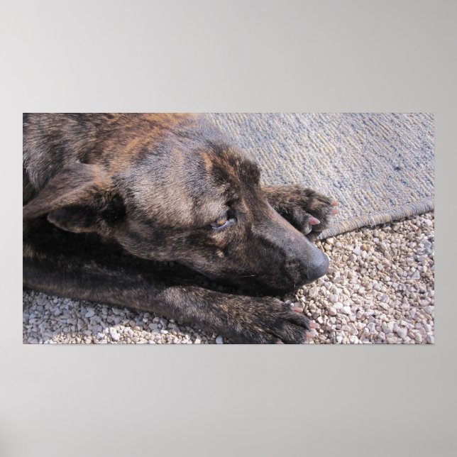 Hopeful For A Forever Home Poster (Front)