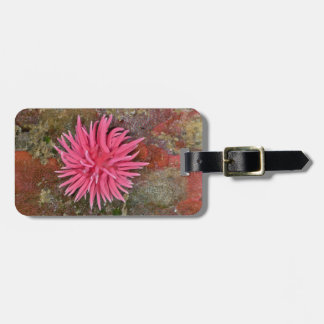Hopkins Rose Nudibranch Luggage Tag