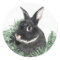 Hoppy Holidays