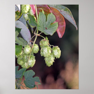 Hops Poster