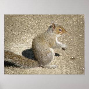 Horatio the Squirrel Print