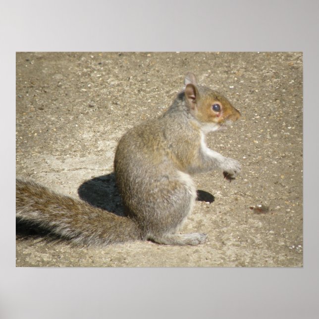 Horatio the Squirrel Print (Front)