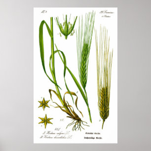 Hordeum Vulgare Barley Grass Poster