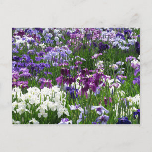 Horikiri Iris Garden: Tokyo, Japan Postcard