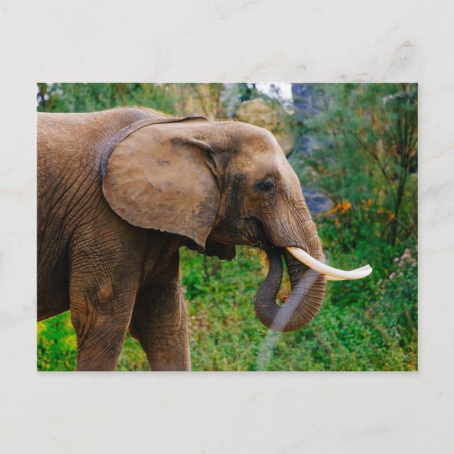 Horizontal Elephant Portrait Photograph Postcard (Front)