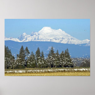 Horizontal Poster: Mt. Baker with Snow Geese Poster