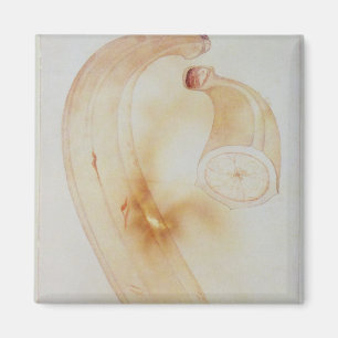 Horn Plantain Magnet