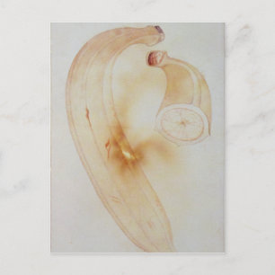 Horn Plantain Postcard