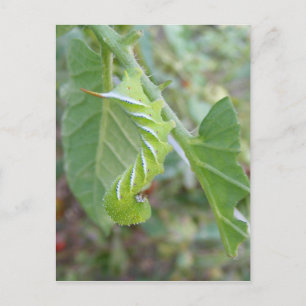 Horn Worm ~ postcard