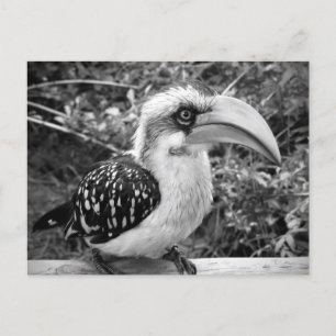 Hornbill bird close up looking at camera bw postcard