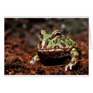 horned frog
