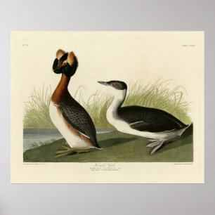 Horned Grebe from John Audubon's Birds of America Poster