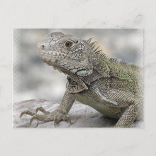 Horned Iguana Postcard