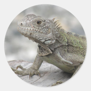 Horned Iguana Sicker Classic Round Sticker