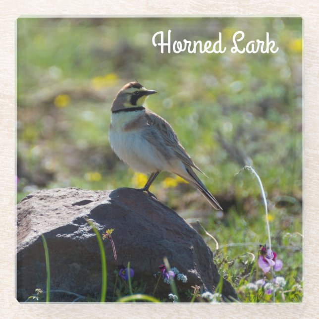Horned Lark Glass Coaster (Front)