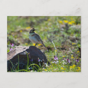 Horned Lark Postcard