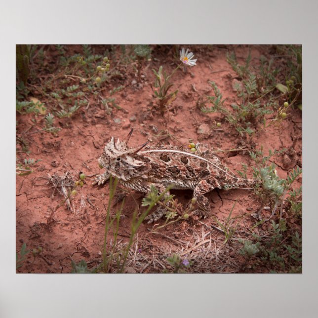 Horned Lizard Poster (Front)