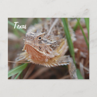 Horned Lizard, Texas Postcard