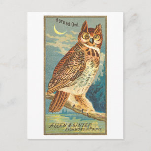 Horned Owl Allen & Ginter Trade Card Postcard