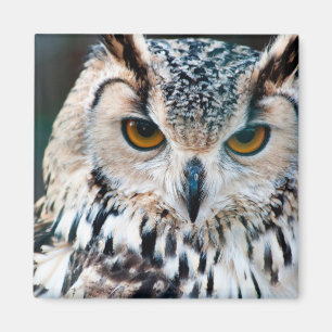 Horned Owl Bird Nature Wildlife Magnet
