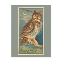 Horned Owl 