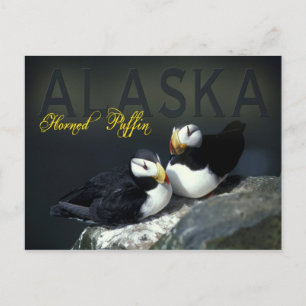 Horned Puffin, Alaska Postcard