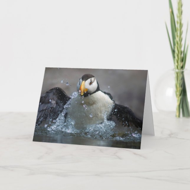 Horned Puffin Bathing - Fratercula corniculata Card (Front)