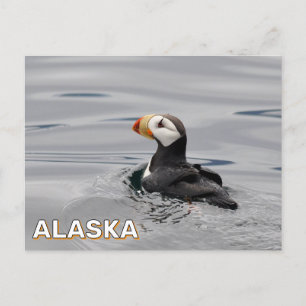 Horned Puffin In Alaska Postcard