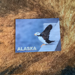 Horned Puffin In Alaska Postcard