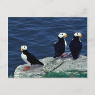 Horned Puffin Trio Postcard