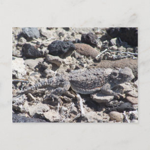 horned toad postcard