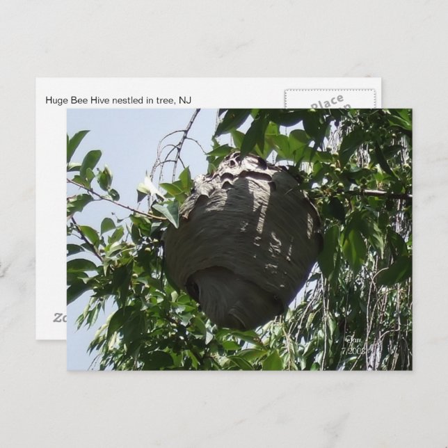 Hornet Bee Hive Nestled in Tree Postcard (Front/Back)
