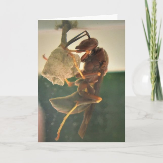 Hornet, card (Front)